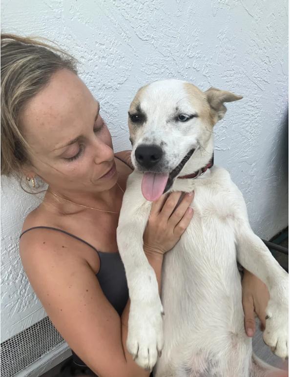 Enlarge Snowy, a ADOPTABLE mixed breed in Davis, CA image 2/6
