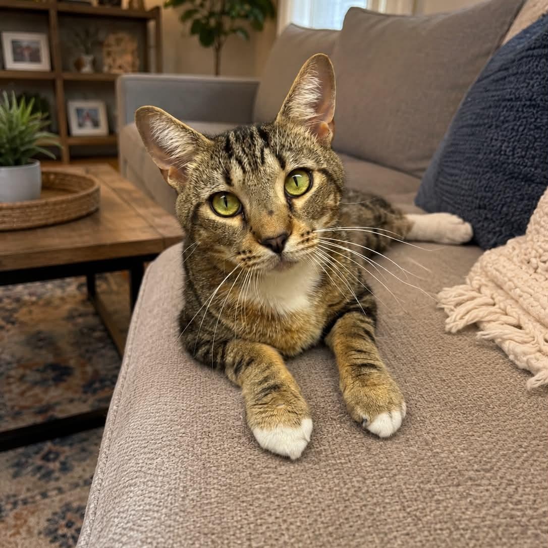 Enlarge Dino, a ADOPTABLE Domestic Short Hair in Sewell, NJ image 2/4