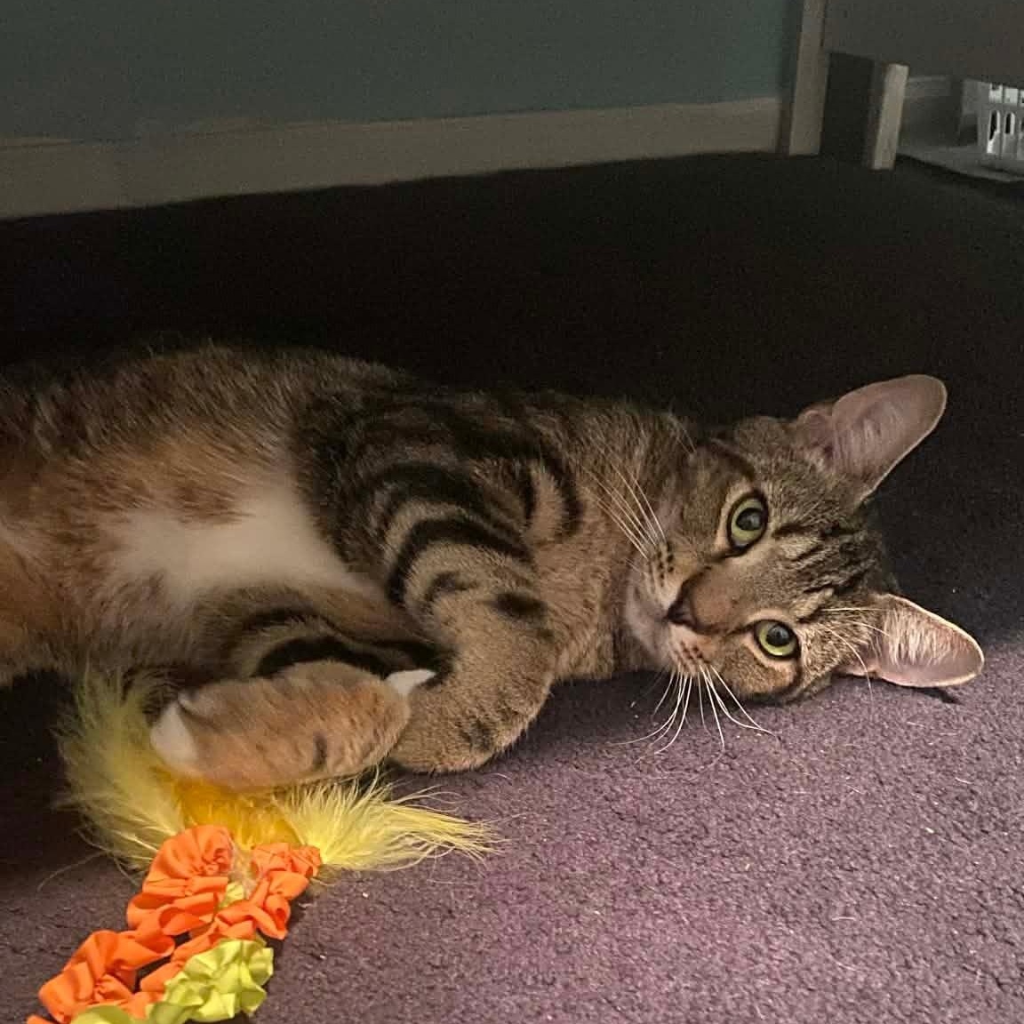 Dino, a ADOPTABLE Domestic Short Hair in Sewell, NJ image 2/4