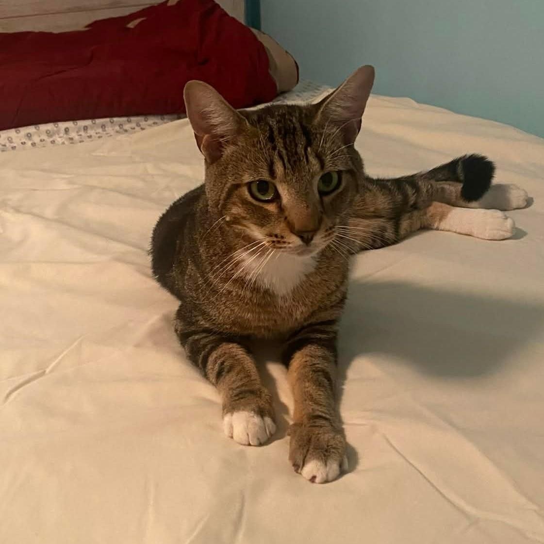 Dino, ADOPTABLE, Young Female Domestic Short Hair.