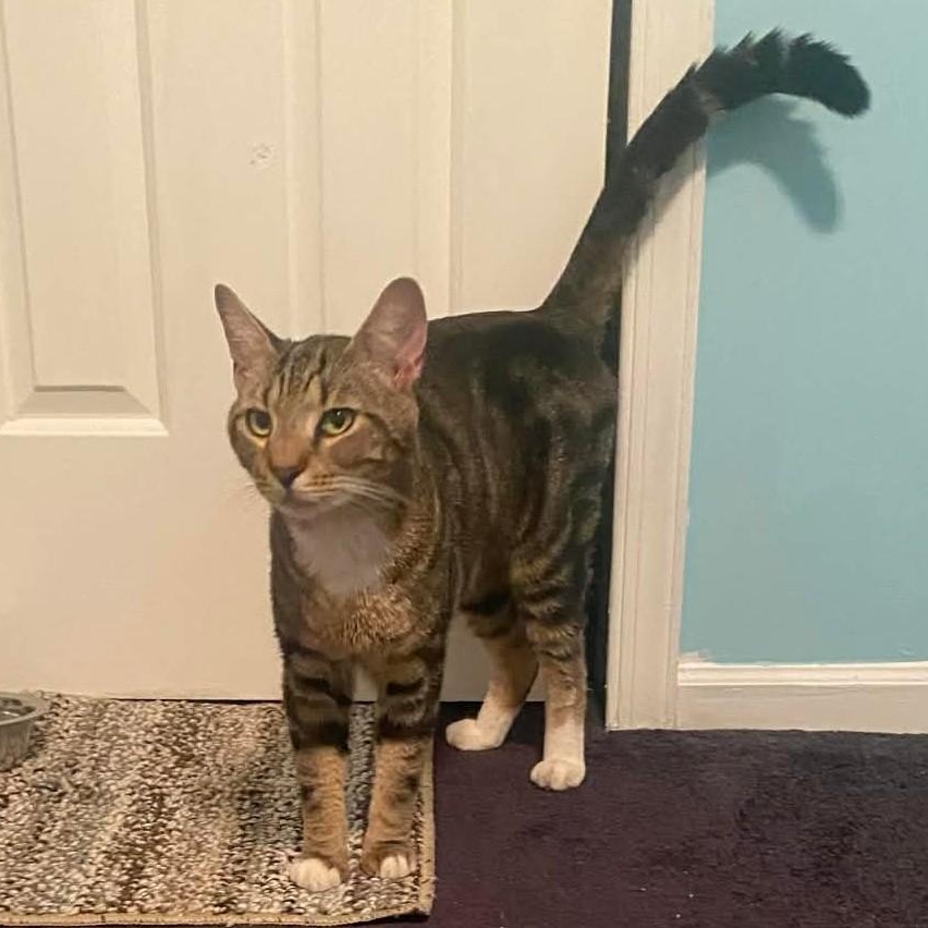 Dino, a ADOPTABLE Domestic Short Hair in Sewell, NJ image 4/4