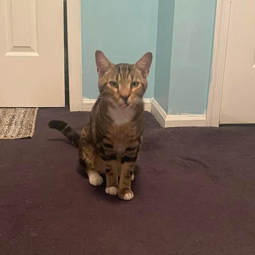 Dino, a ADOPTABLE Domestic Short Hair in Sewell, NJ image 3/4