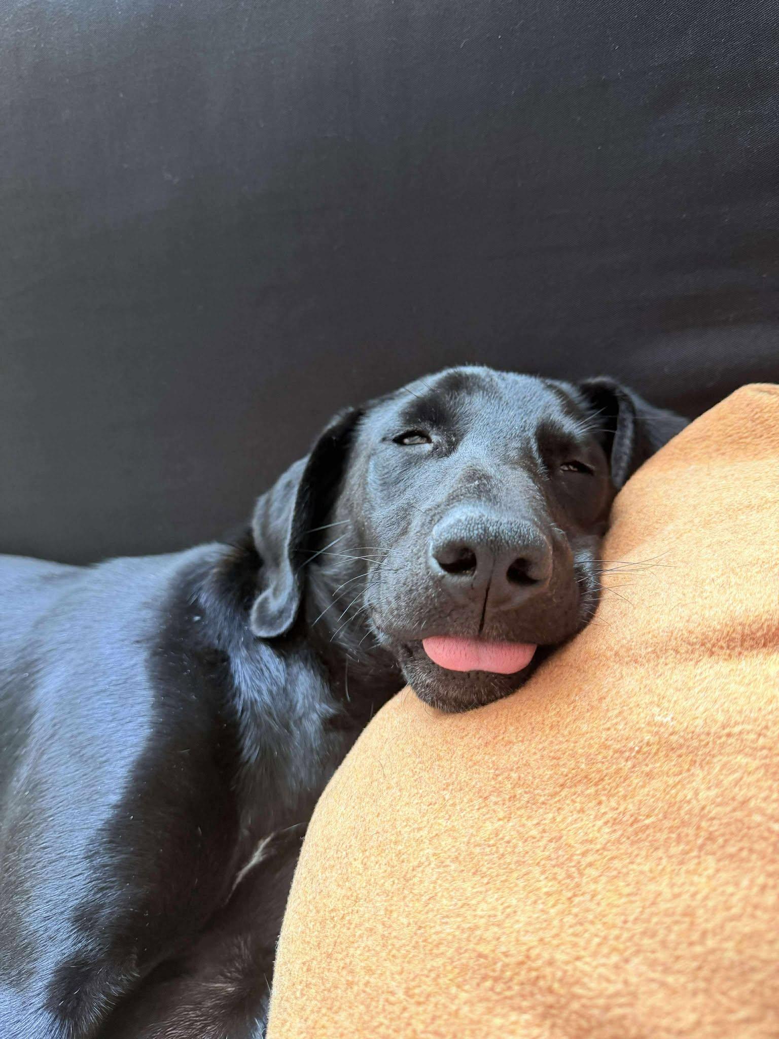 Enlarge Nico, a Adoptable mixed breed in Westwood, NJ image 2/6