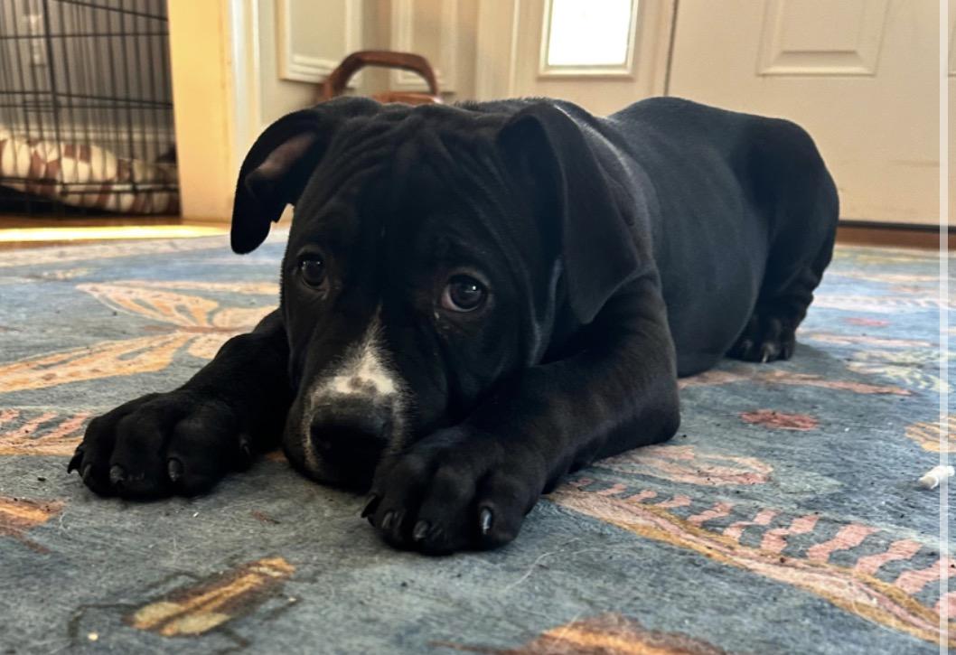 Aiden, an adopted mixed breed in Pembroke, MA image 3/3