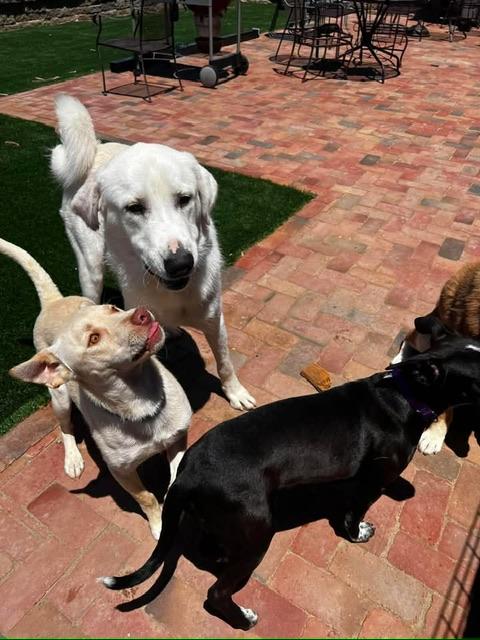 Boone, a ADOPTABLE mixed breed in benicia, CA image 4/6