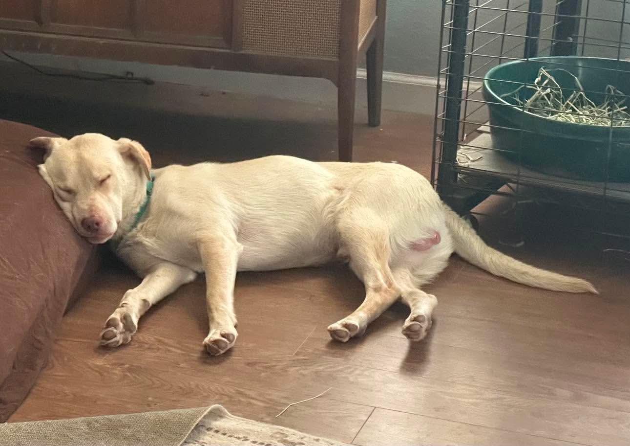 Boone, a ADOPTABLE mixed breed in benicia, CA image 2/6