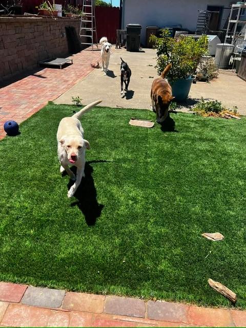 Boone, a ADOPTABLE mixed breed in benicia, CA image 6/6