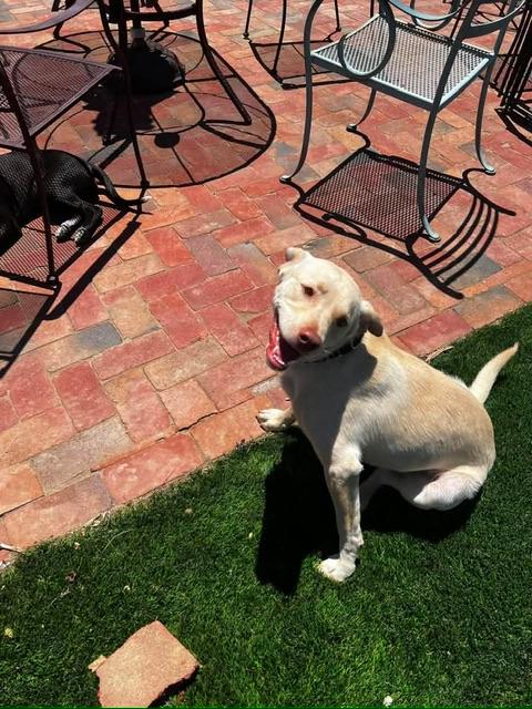 Boone, a ADOPTABLE mixed breed in benicia, CA image 5/6