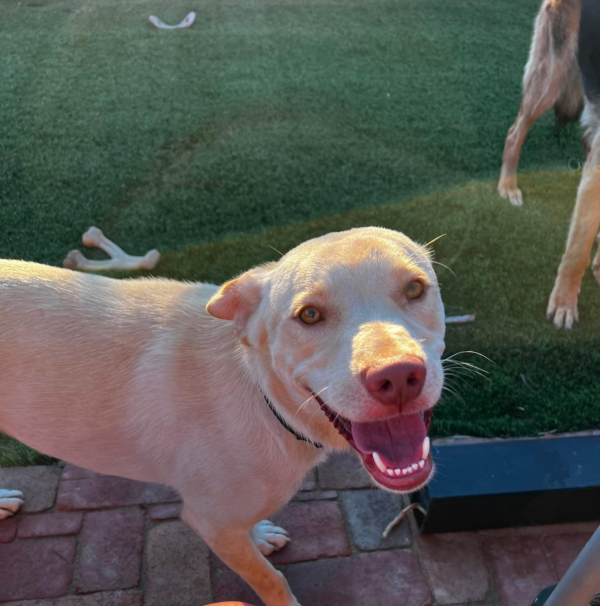 Boone, ADOPTABLE, Puppy Male Yellow Labrador Retriever & Chihuahua.