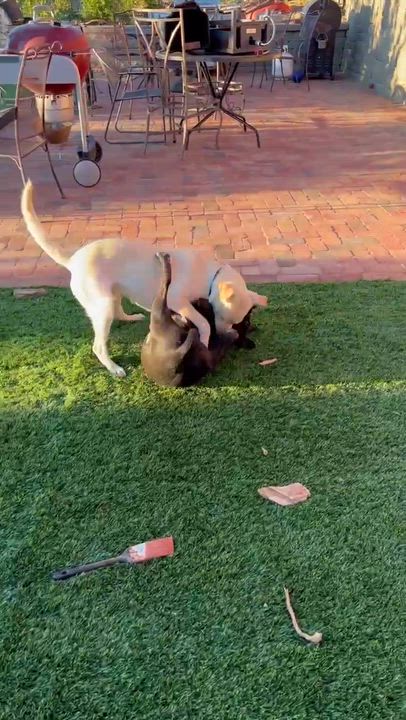 Enlarge Boone, a ADOPTABLE mixed breed in benicia, CA video 3/6