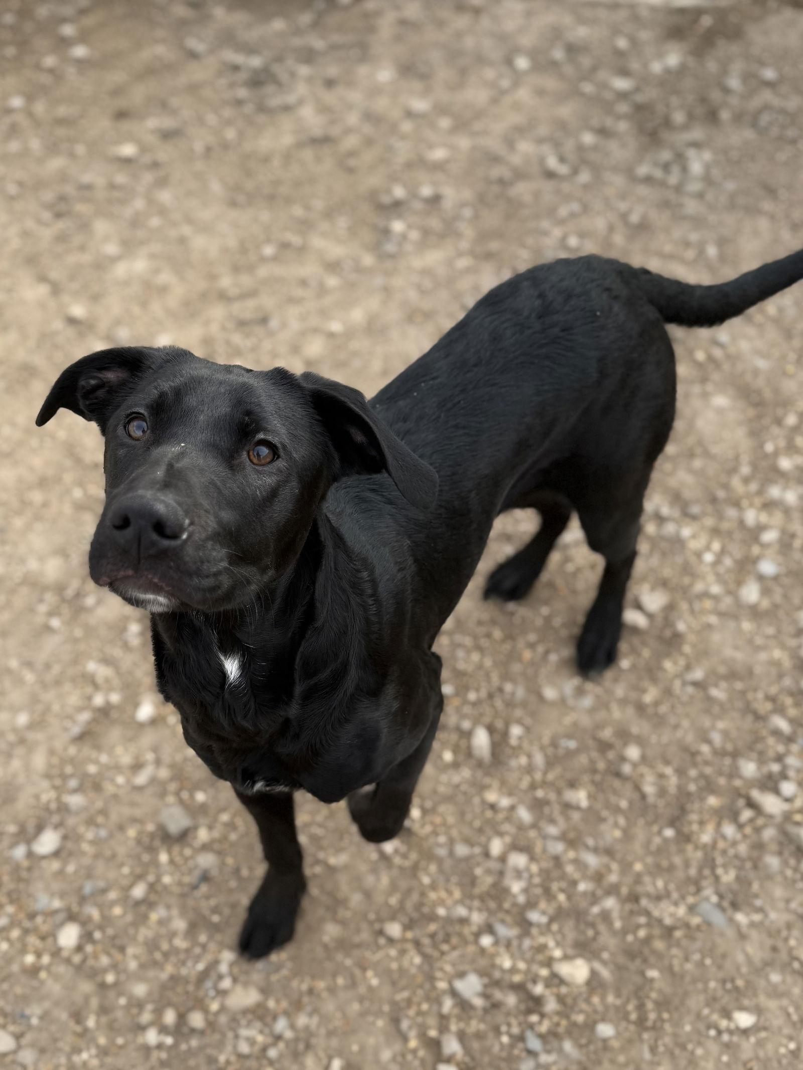Nelson, Adoptable, Young Male Black Labrador Retriever.