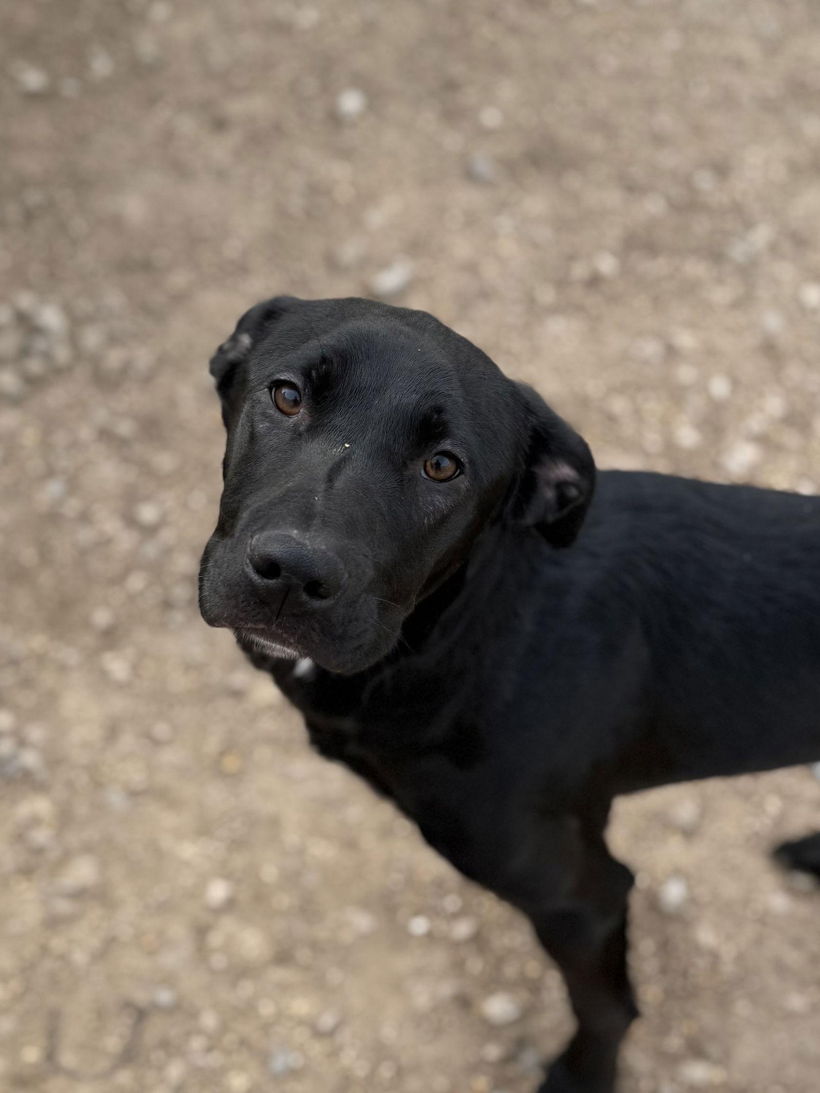 Enlarge Nelson, a Adoptable Black Labrador Retriever in Corning, AR image 2/3