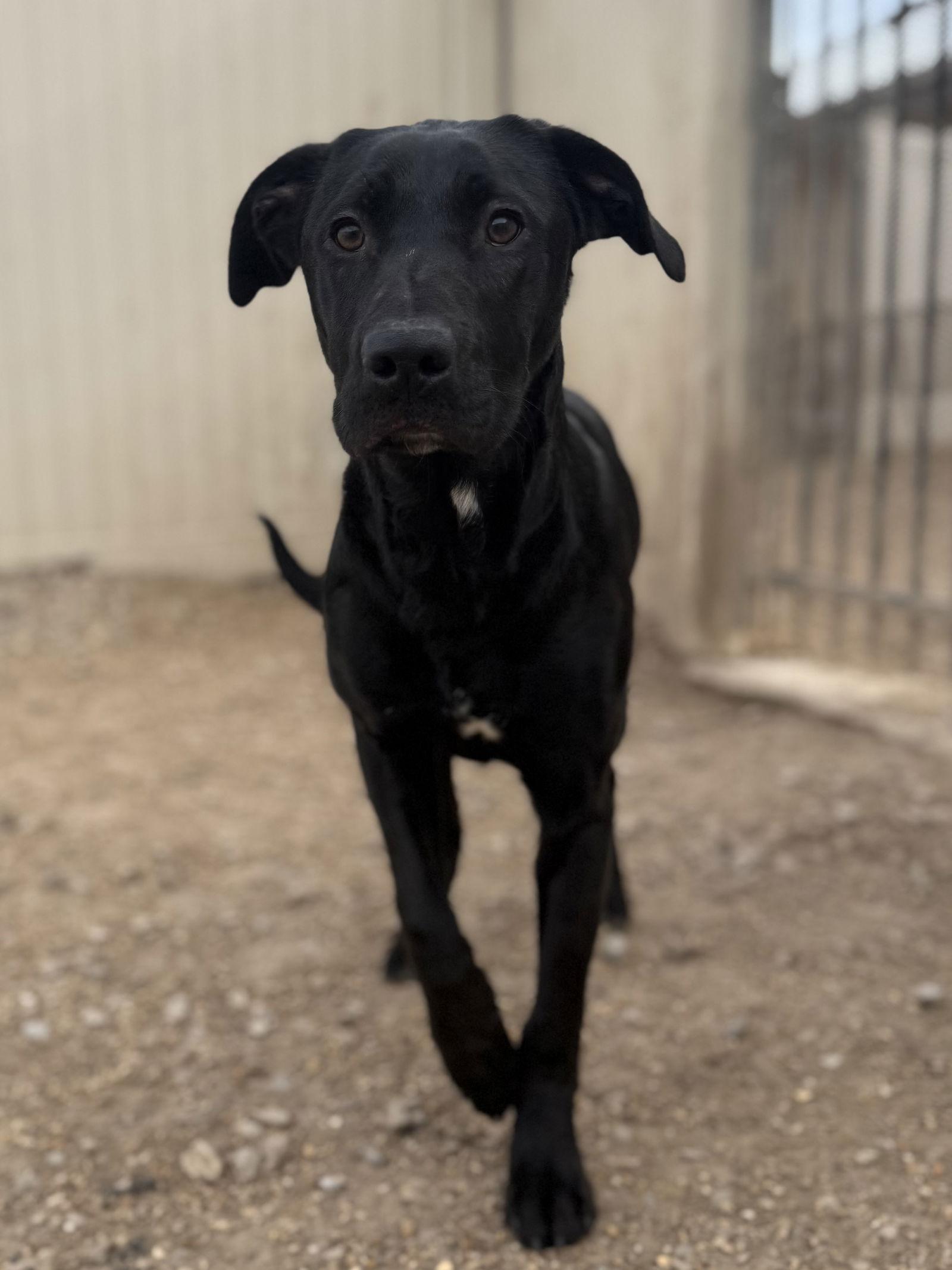 Enlarge Nelson, a Adoptable Black Labrador Retriever in Corning, AR image 3/3