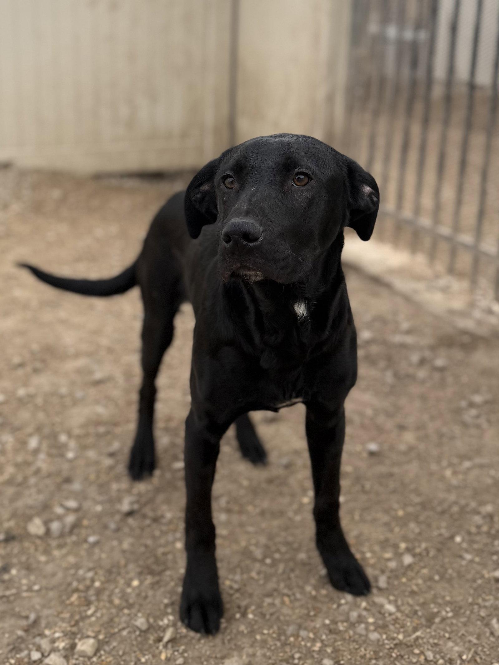 Enlarge Nelson, a Adoptable Black Labrador Retriever in Corning, AR image 3/3