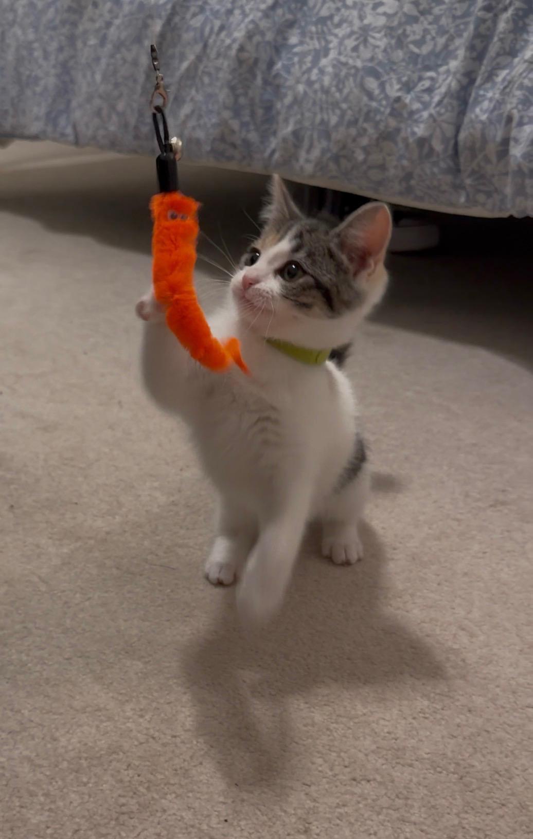 Enlarge Not-deer, an adopted Domestic Short Hair in Bryan, TX image 2/3