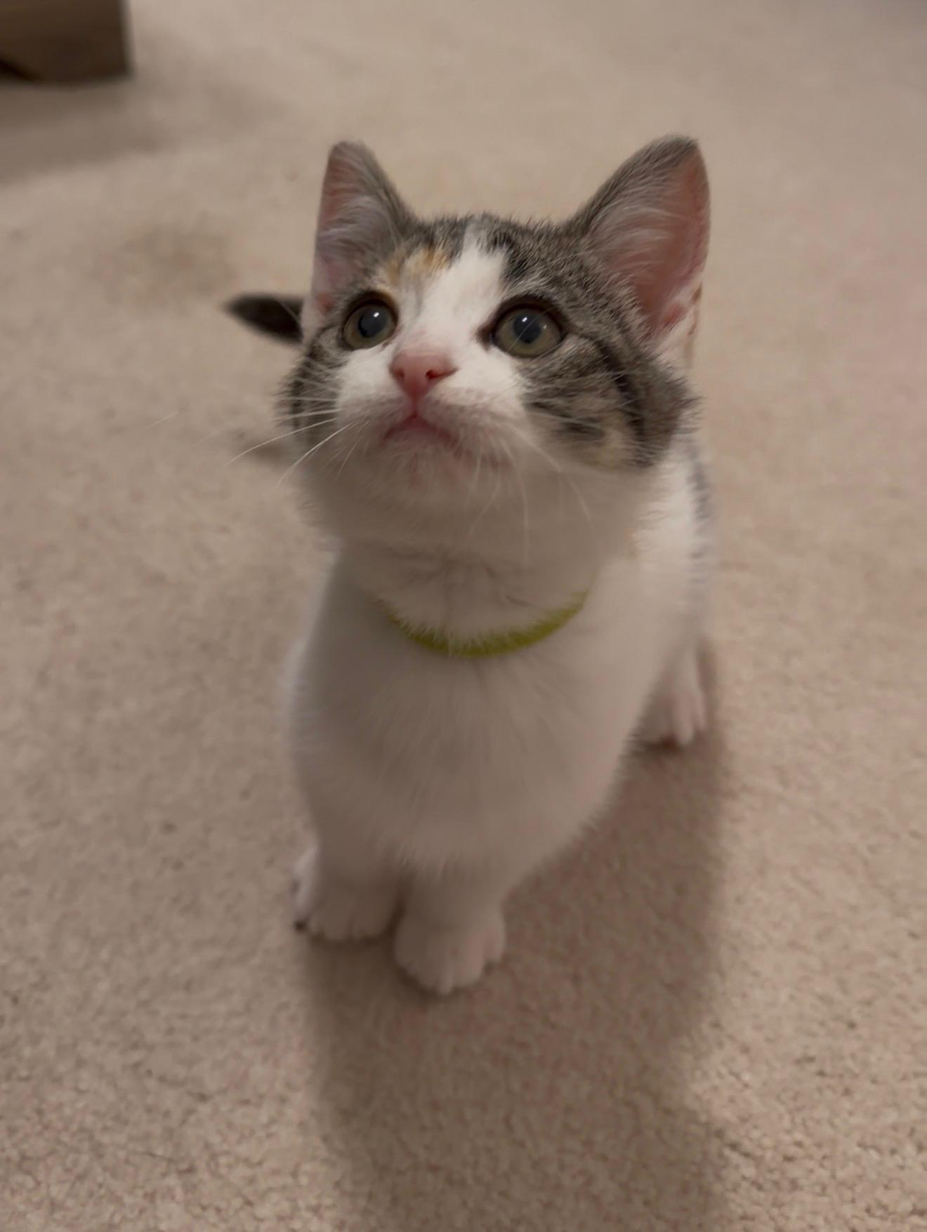 Enlarge Not-deer, an adopted Domestic Short Hair in Bryan, TX image 1/3