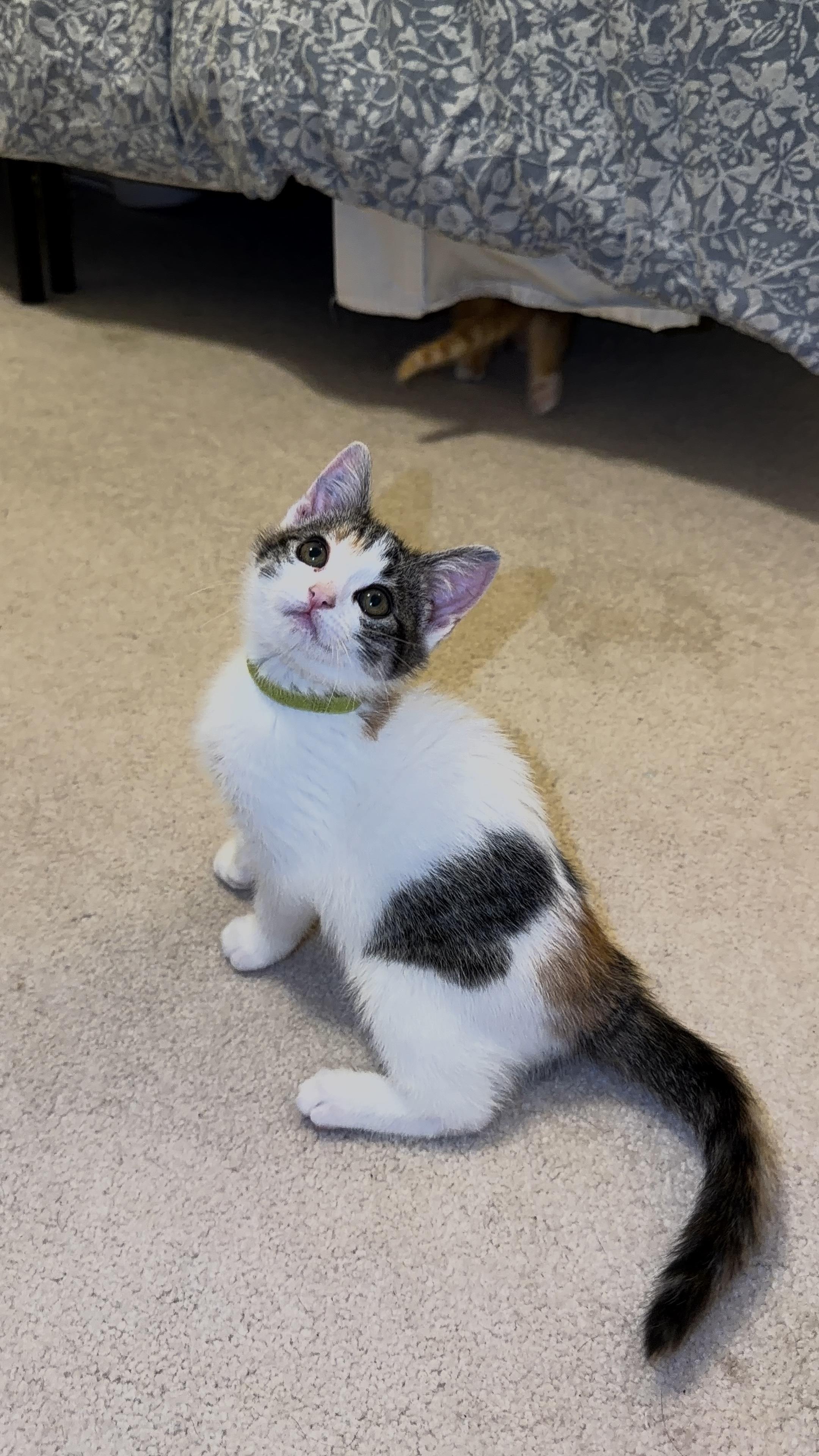 Enlarge Not-deer, an adopted Domestic Short Hair in Bryan, TX image 3/3