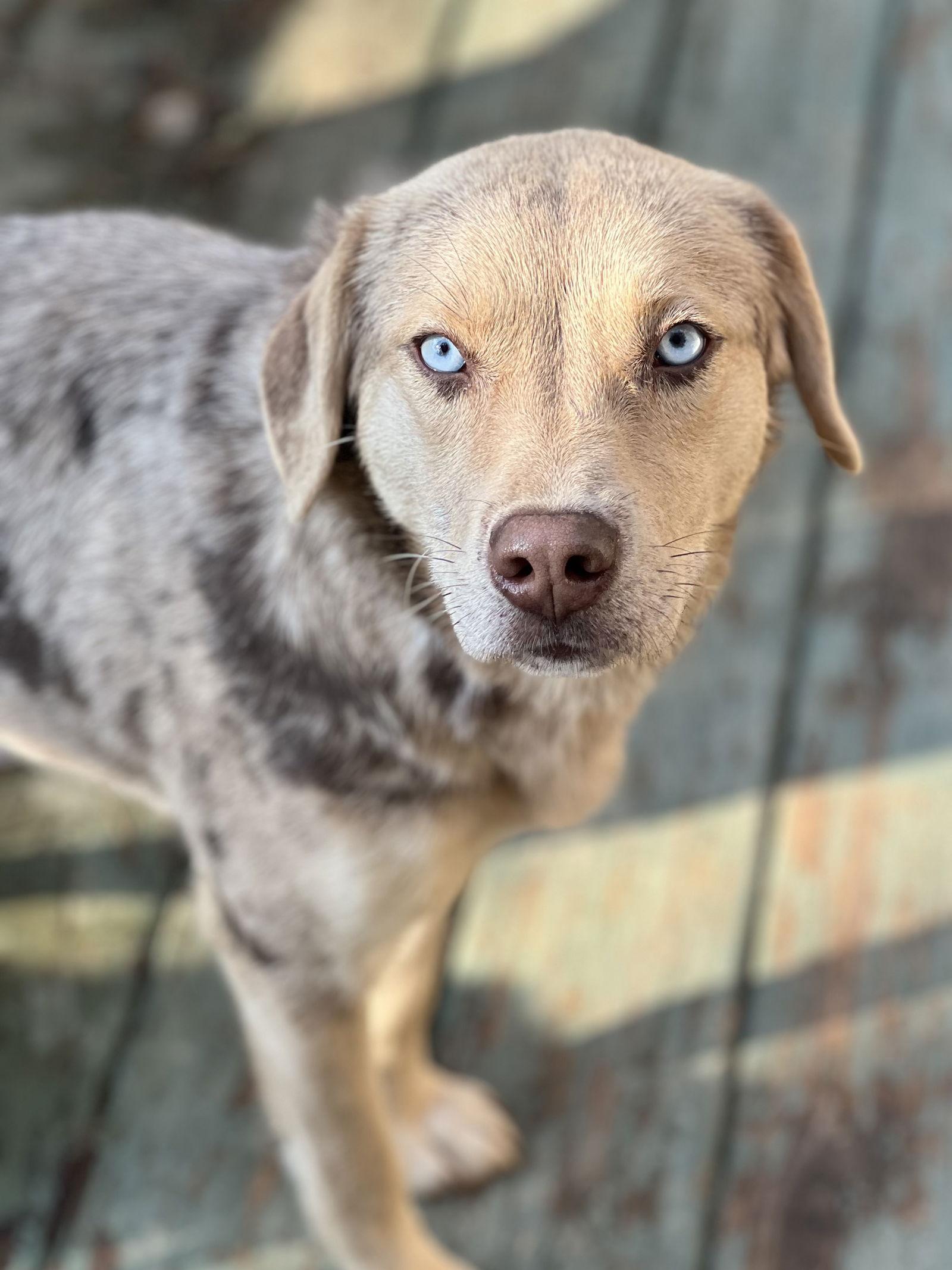 Muffin, Adopted, Young Female Catahoula Leopard Dog.