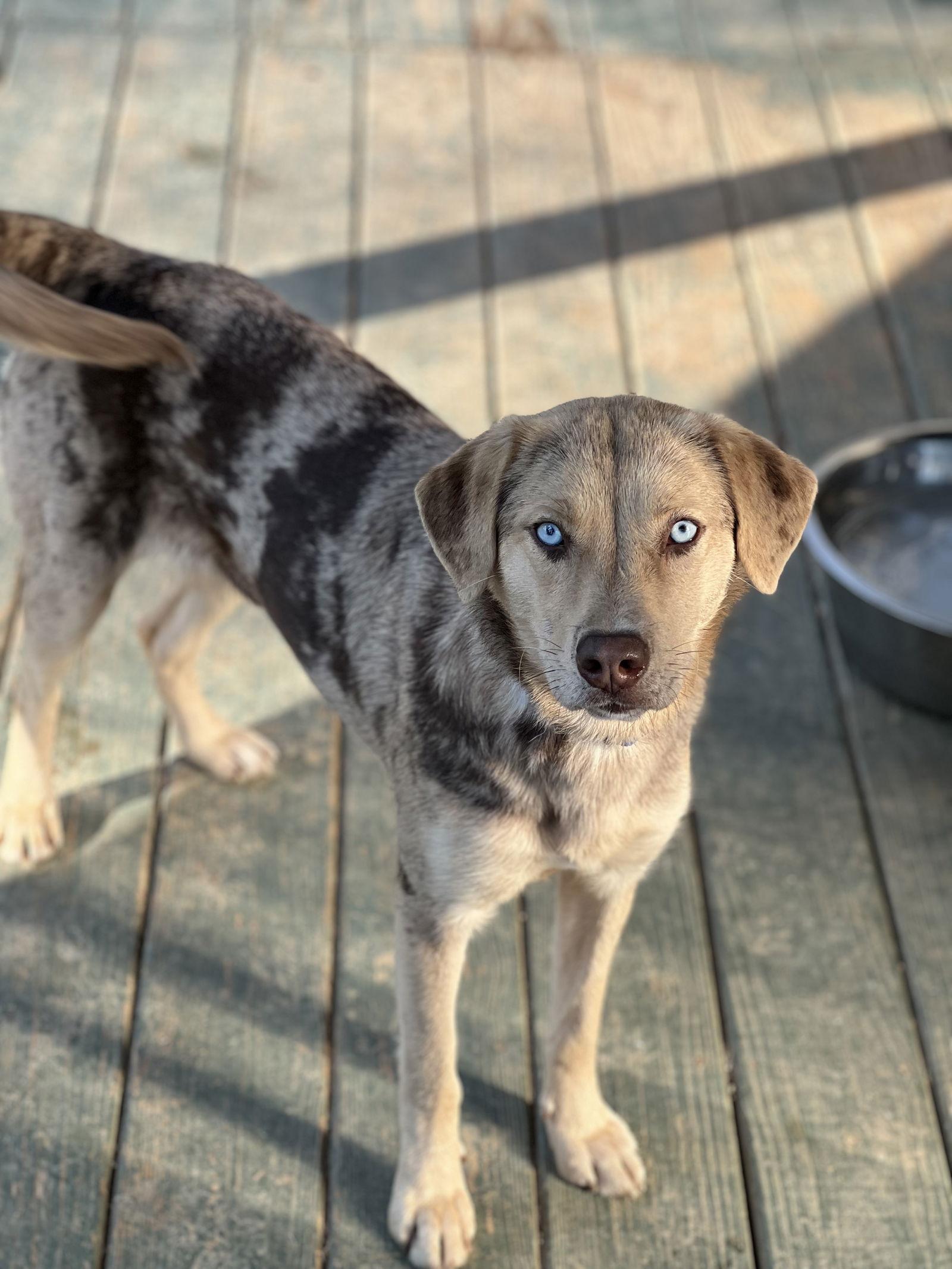 Enlarge Muffin, a Adopted Catahoula Leopard Dog in Lakemont, GA image 2/3