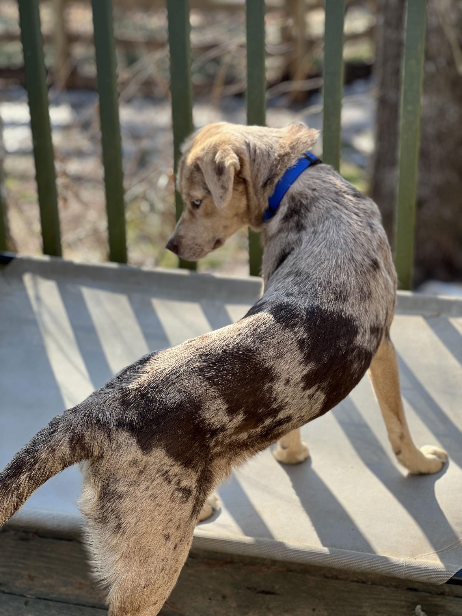 Enlarge Muffin, a Adopted Catahoula Leopard Dog in Lakemont, GA image 3/3