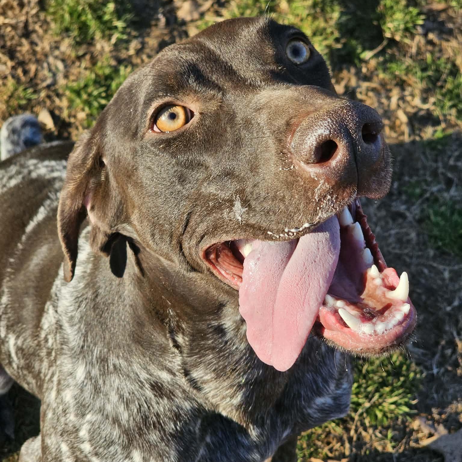 Enlarge Daisy, an adopted German Shorthaired Pointer in Athens, AL image 4/5