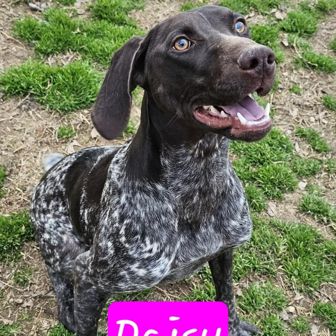 Enlarge Daisy, an adopted German Shorthaired Pointer in Athens, AL image 1/5