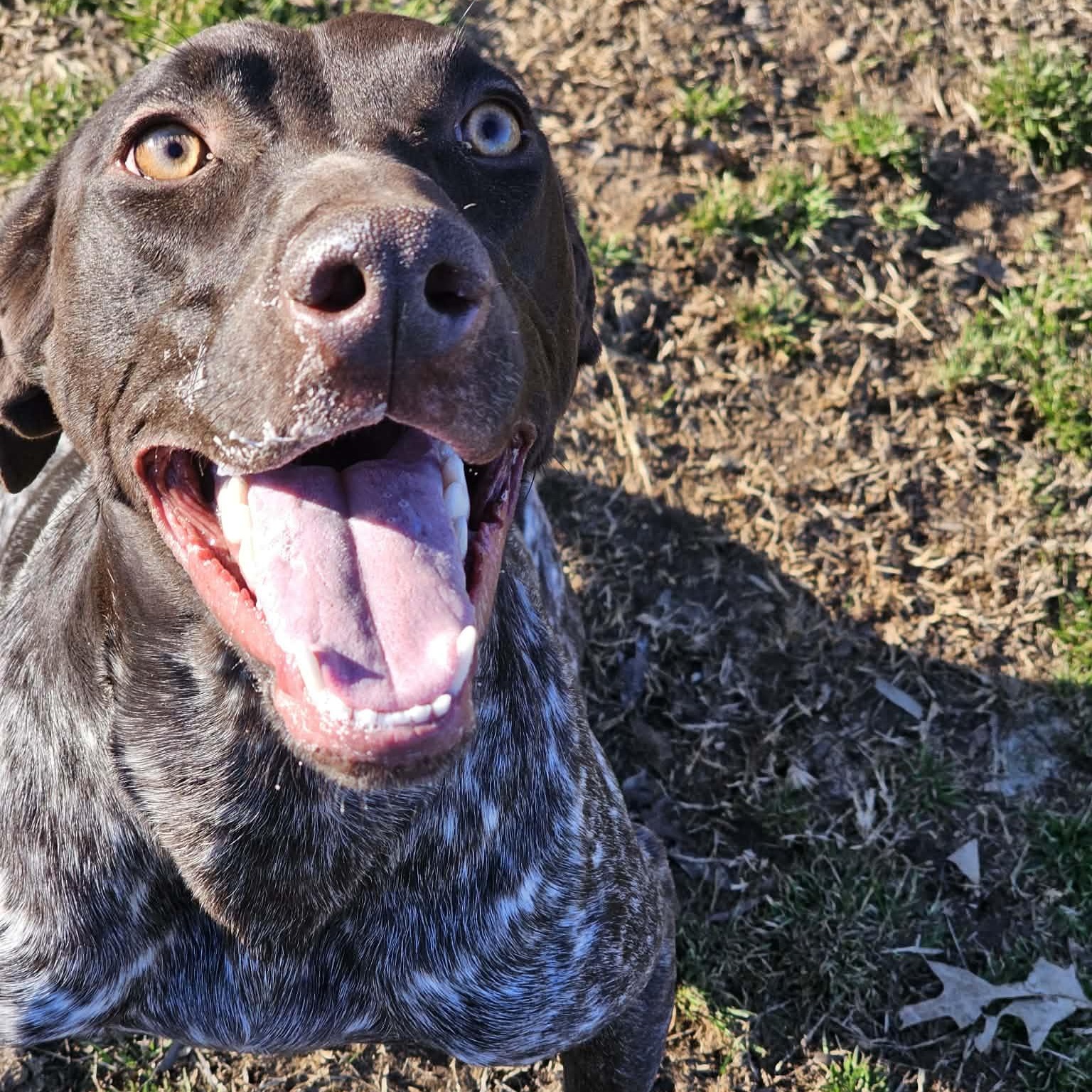Enlarge Daisy, an adopted German Shorthaired Pointer in Athens, AL image 3/5