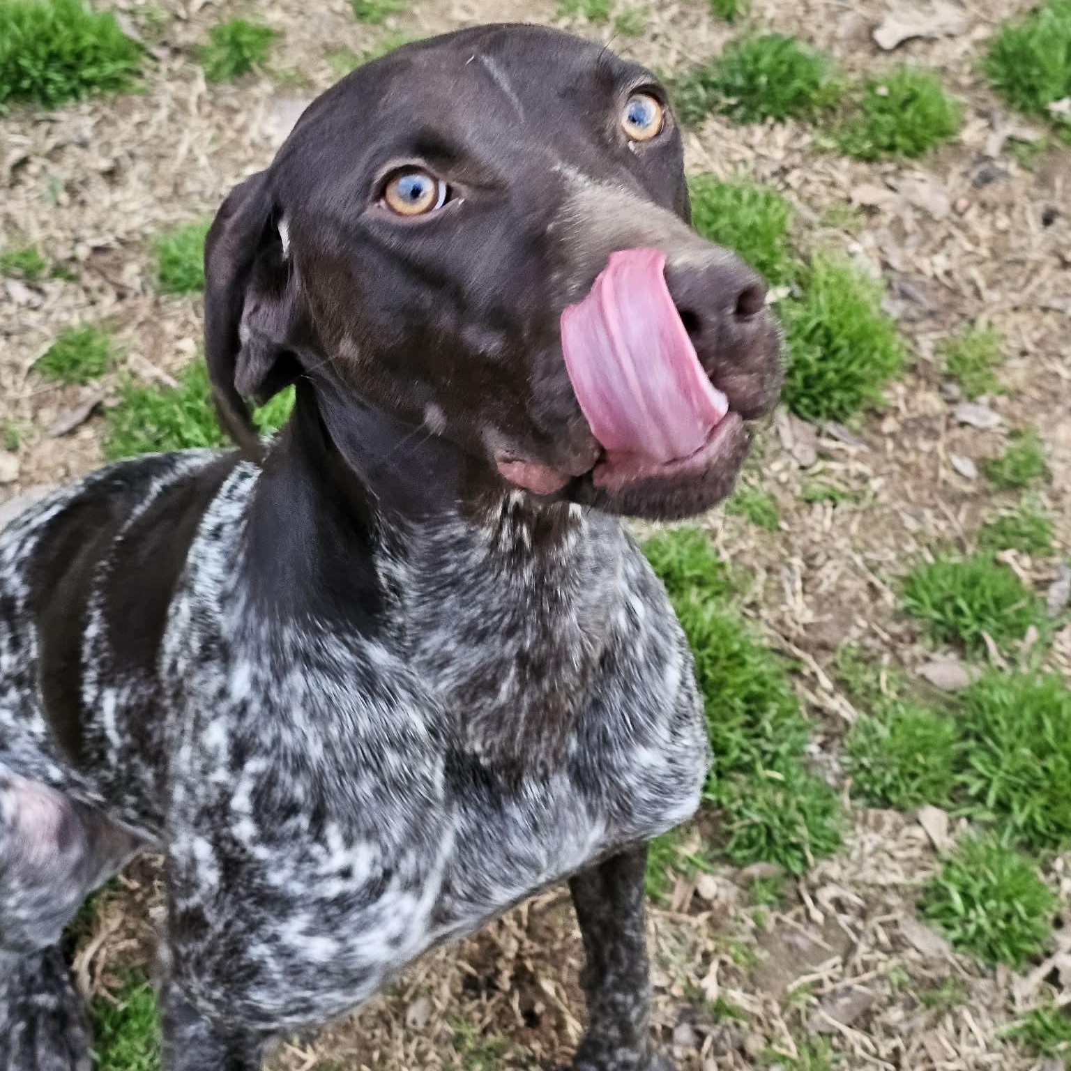 Enlarge Daisy, an adopted German Shorthaired Pointer in Athens, AL image 5/5