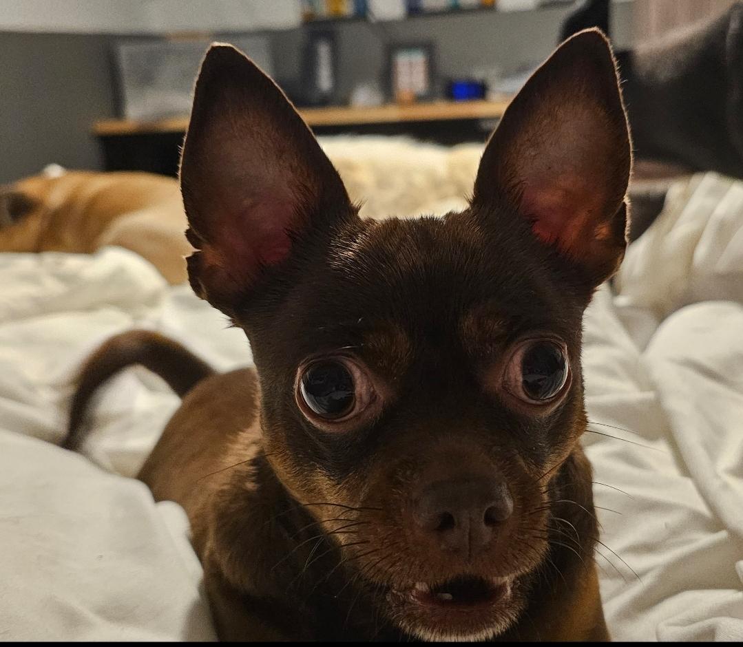 Homer, Adoptable, Adult Male Chihuahua.