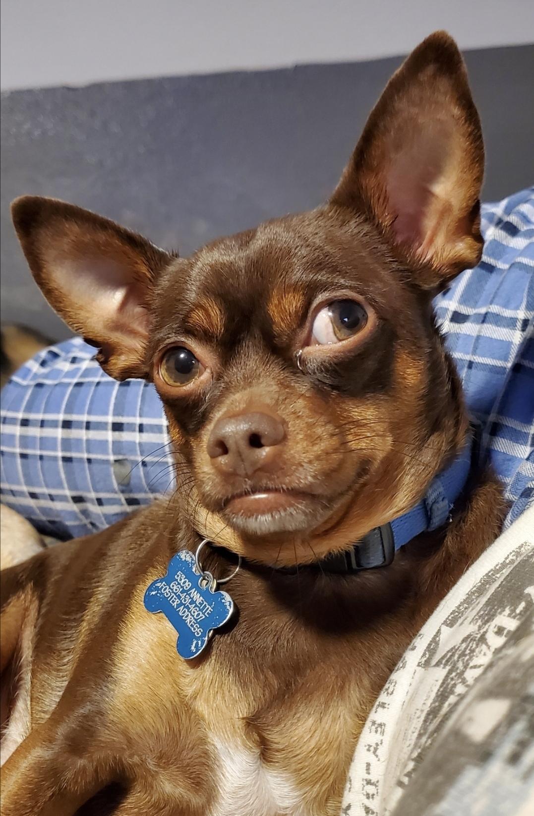 Homer, a Adoptable mixed breed in Devine, TX image 2/6