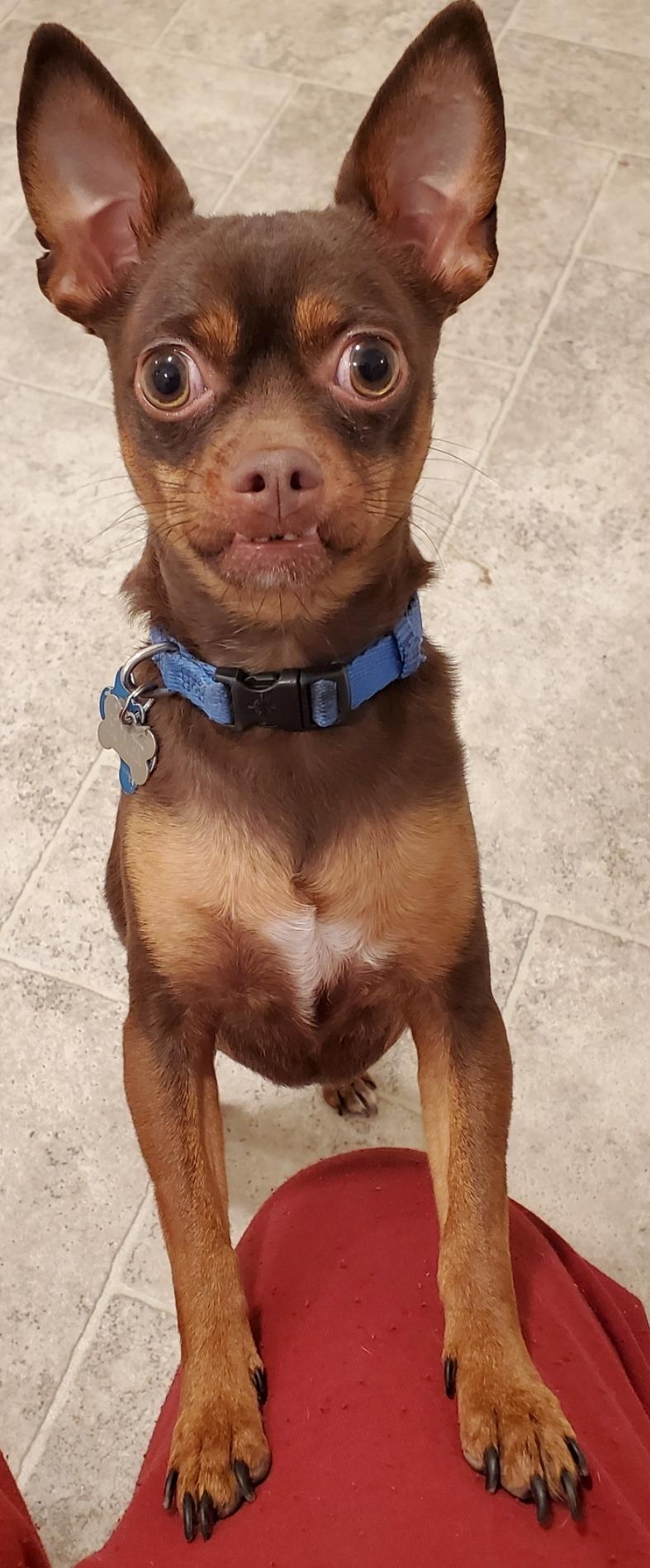 Homer, a Adoptable mixed breed in Devine, TX image 3/6