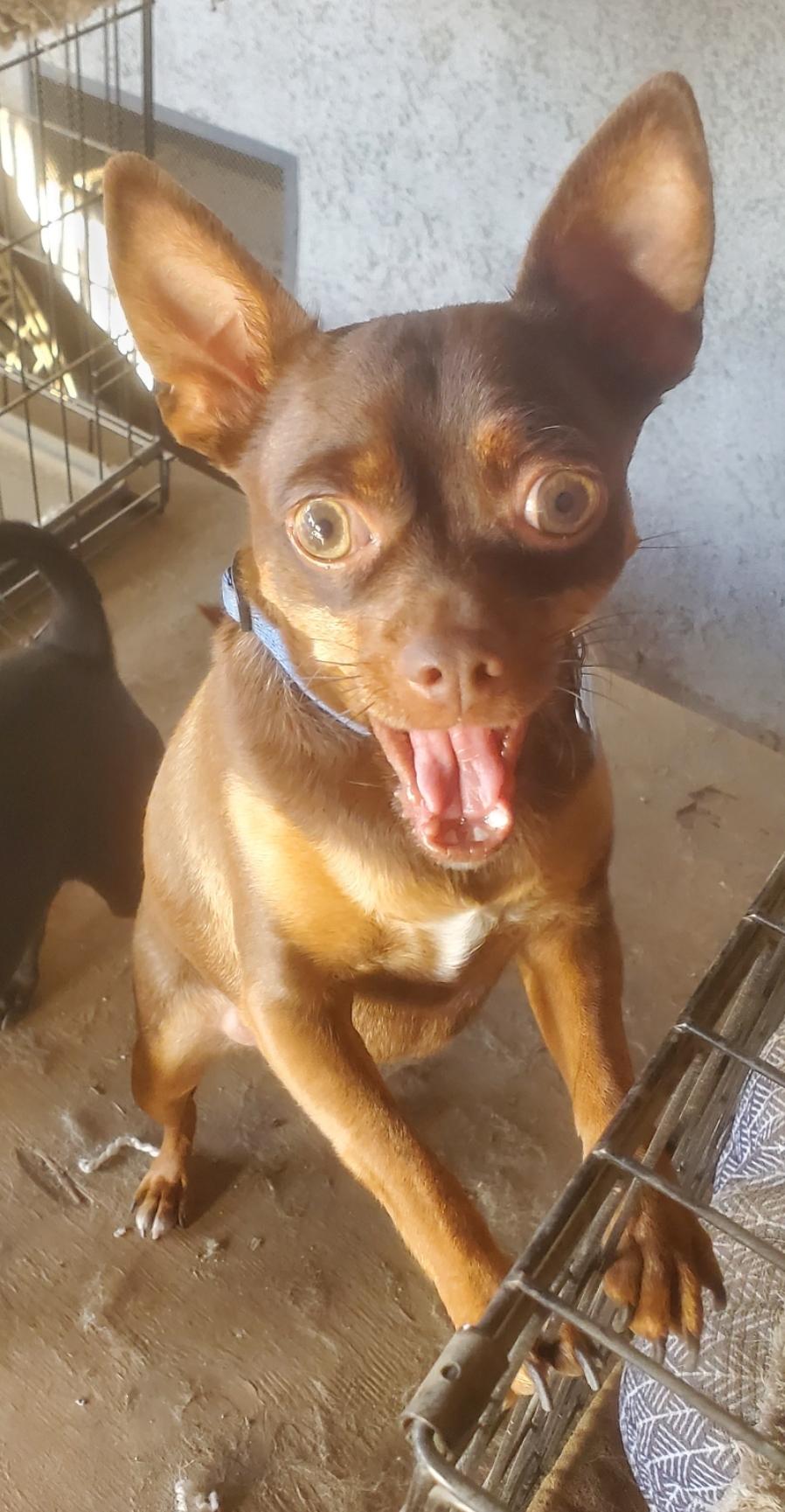 Homer, a Adoptable mixed breed in Devine, TX image 4/6