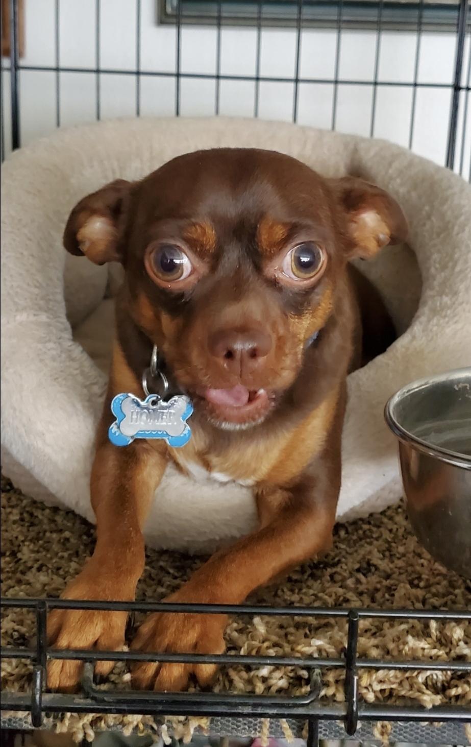 Homer, a Adoptable mixed breed in Devine, TX image 5/6