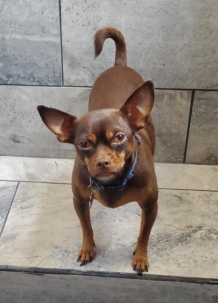 Homer, a Adoptable mixed breed in Devine, TX image 6/6