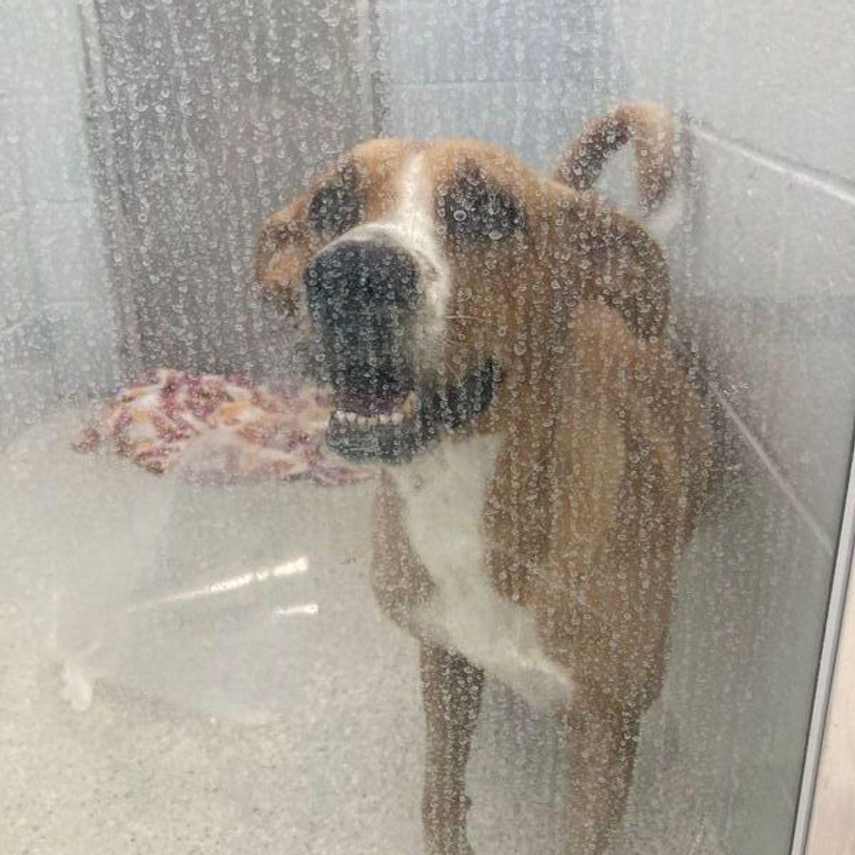Canela, Adoptable, Adult Female Labrador Retriever & Mixed Breed.