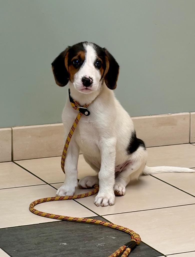 Pineapple, Adoptable, Puppy Male Treeing Walker Coonhound.
