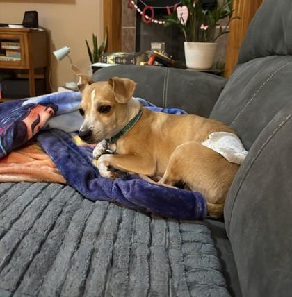 Chip, a Adoptable mixed breed in Wichita, KS image 1/3