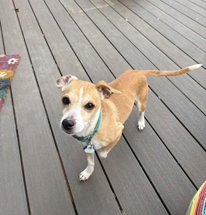 Chip, a Adoptable mixed breed in Wichita, KS image 2/3