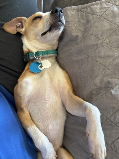 Chip, a Adoptable mixed breed in Wichita, KS image 3/3