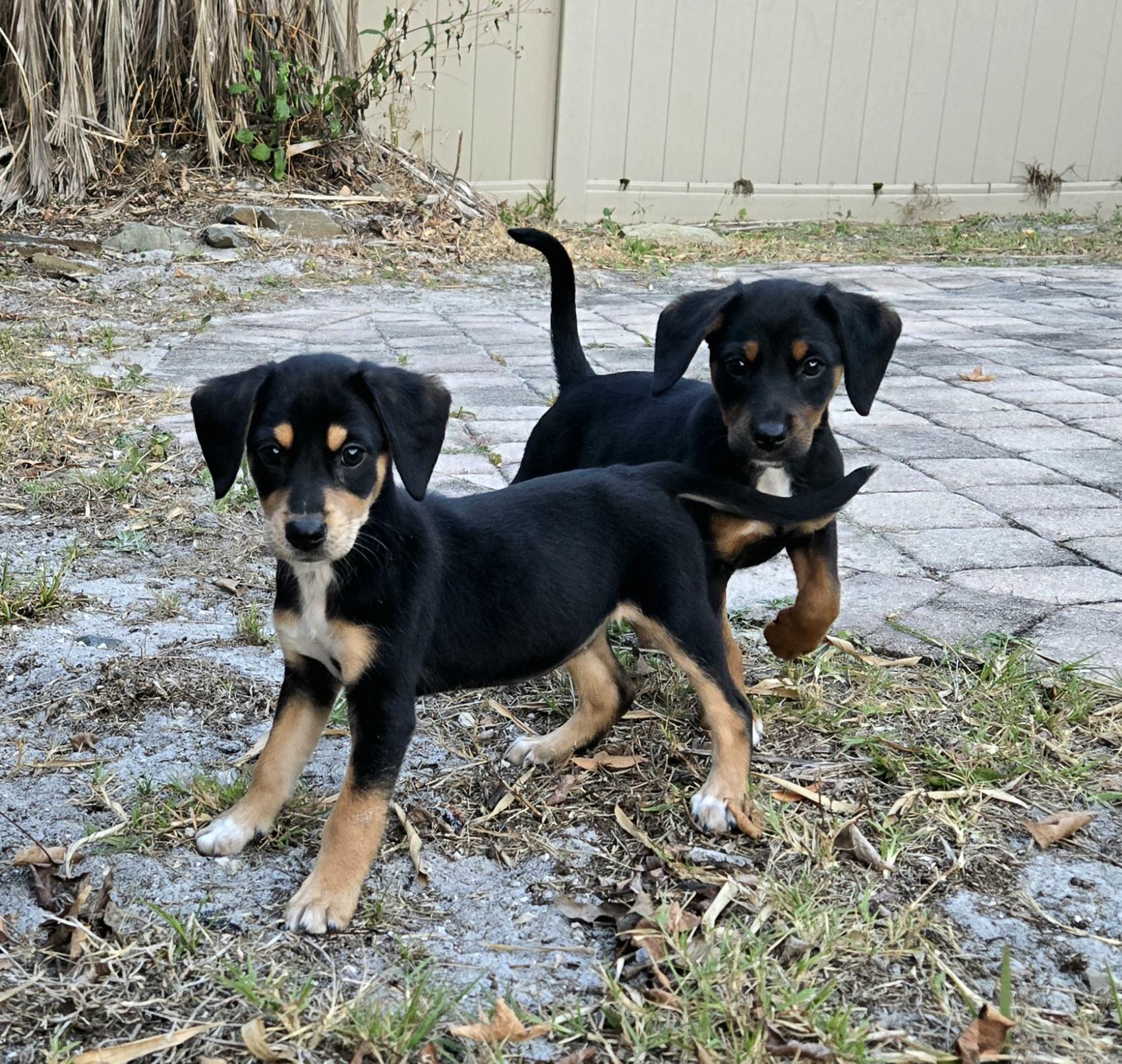 Enlarge Lima Bean, an adoptable mixed breed in Oviedo, FL image 2/3