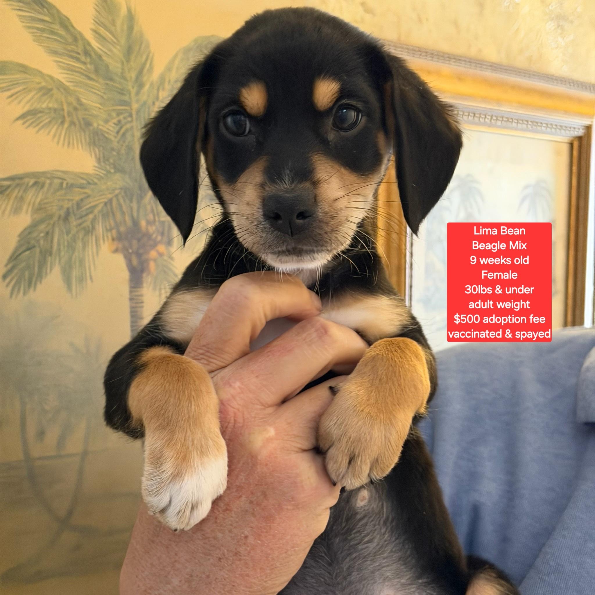 Lima Bean, adoptable, Puppy Female Beagle.