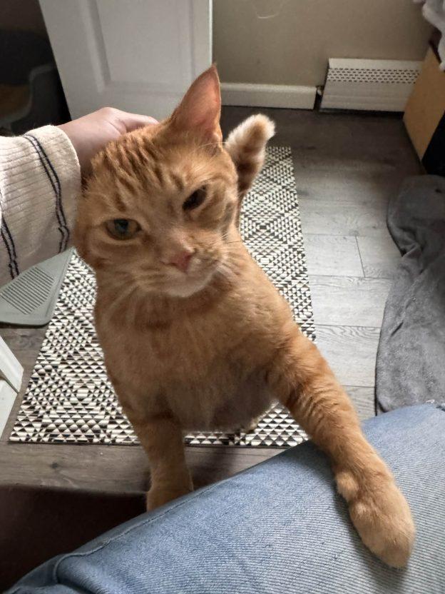 Enlarge Peter, a ADOPTABLE Domestic Short Hair in Anchorage, AK image 1/1
