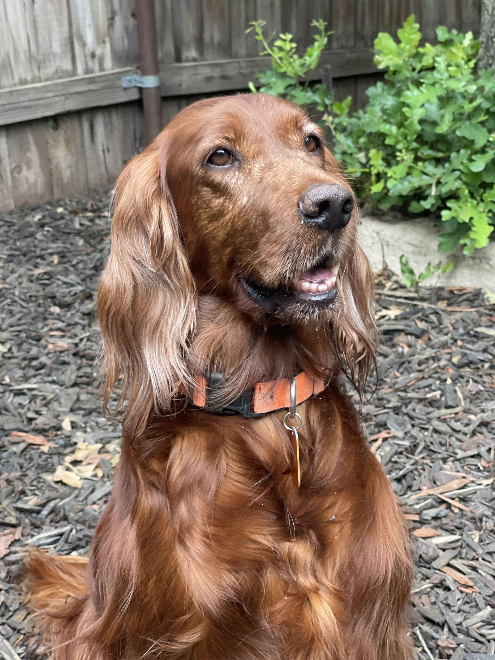 Enlarge Punkin, a Adopted Irish Setter in Denton, TX image 1/3
