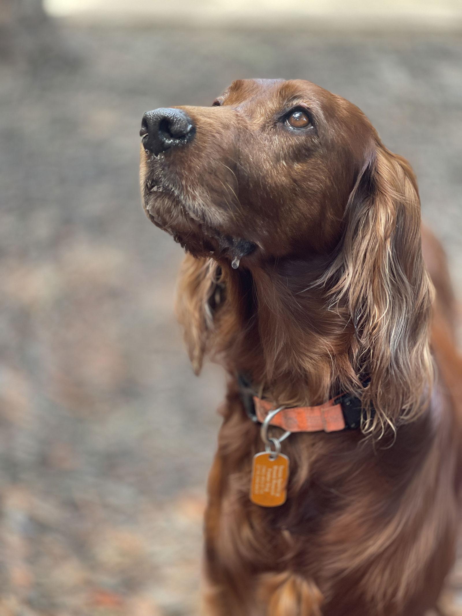 Enlarge Punkin, a Adopted Irish Setter in Denton, TX image 2/3