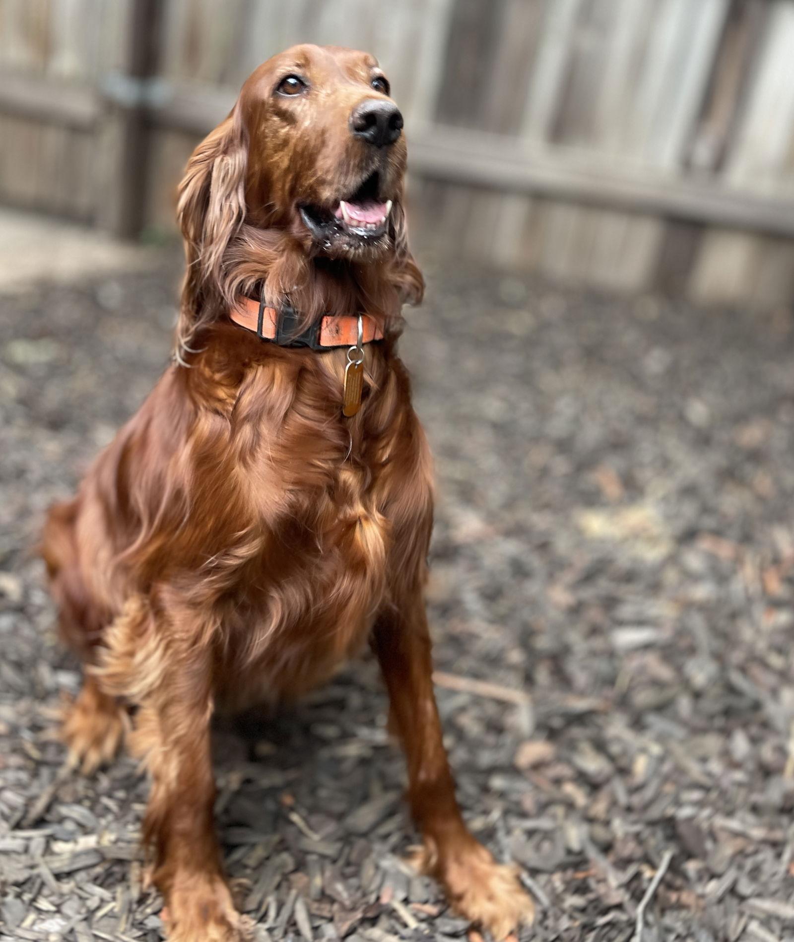 Enlarge Punkin, a Adopted Irish Setter in Denton, TX image 3/3