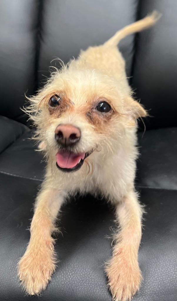 Jelly Oct 25 - In Foster in Rocky Mount, NC, Adoptable, Adult Male Terrier & Poodle.