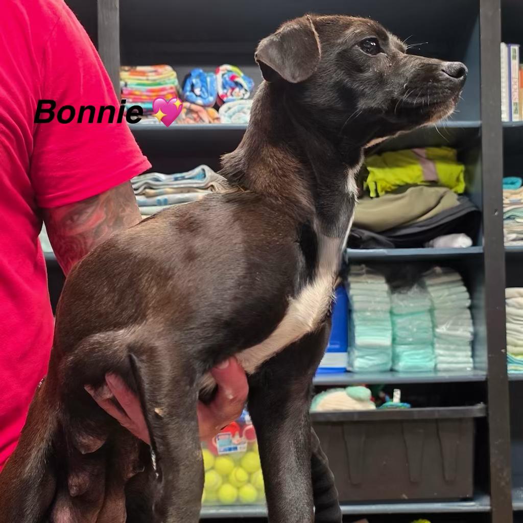 Enlarge Bonnie, an adopted mixed breed in Danville, VT image 2/4