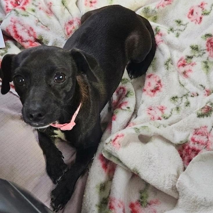 Bonnie, adopted, Young Female Chihuahua & Dachshund.