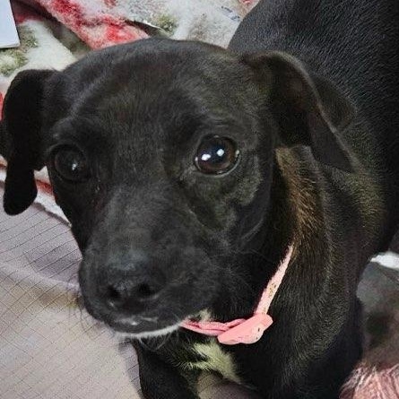 Enlarge Bonnie, an adopted mixed breed in Danville, VT image 3/4