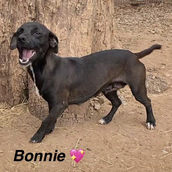 Enlarge Bonnie, an adopted mixed breed in Danville, VT image 4/4